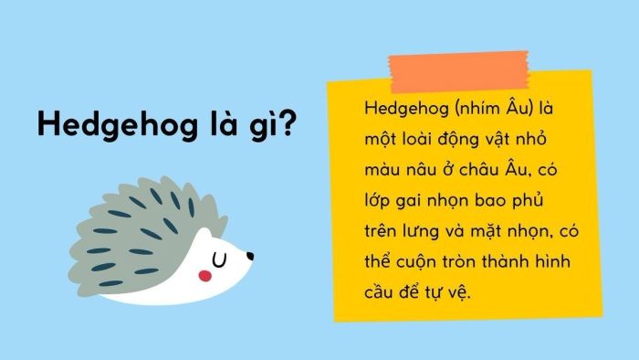 Hedgehog là loài động vật gì?